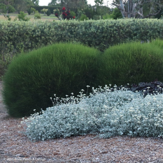 Casuarina 'Green Wave'
