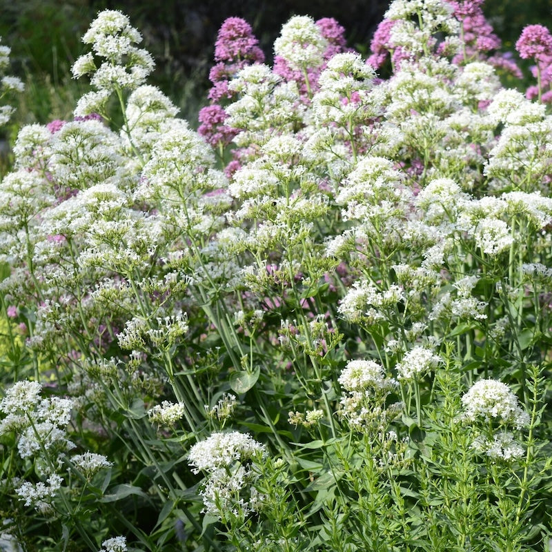 Centranthus ruber 'Albus'