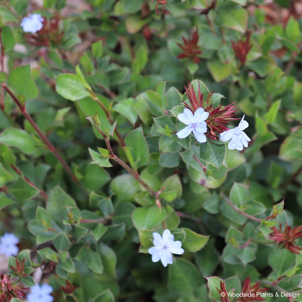 Ceratostigma 'Summer Skies'