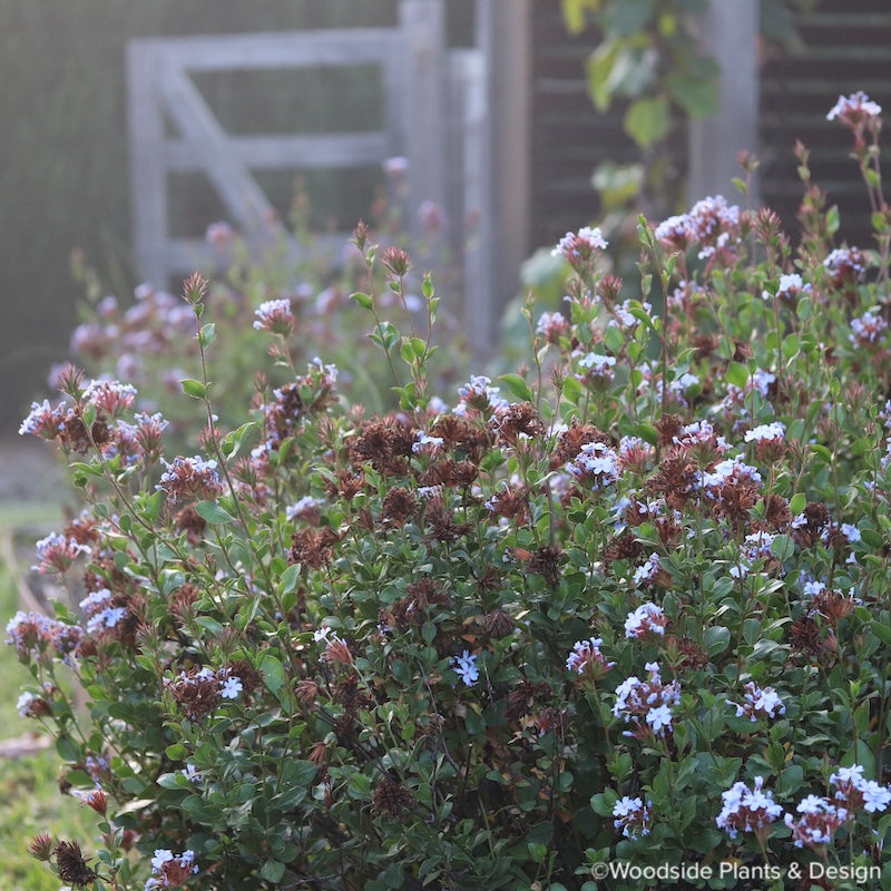Ceratostigma 'Summer Skies'