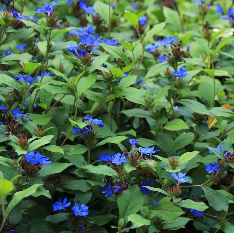 Ceratostigma plumbaginoides