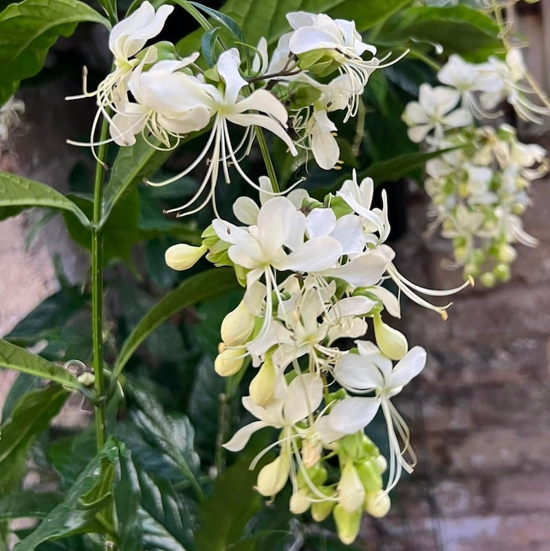 Clerodendrum nutans