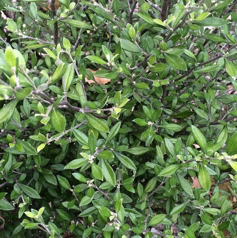 Corokia 'Clover'