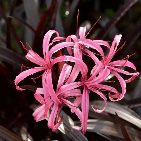 Crinum menehune 'Wine Time'