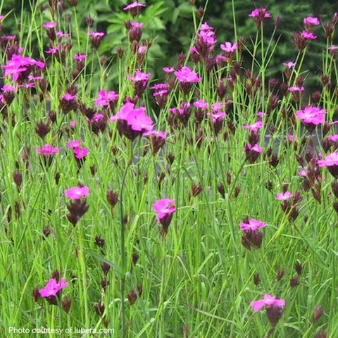 Dianthus carthusianorum