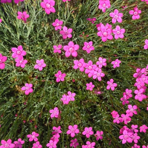 Dianthus deltoides