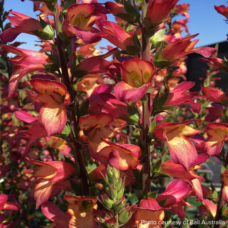 Digiplexis 'Falcon Fire'