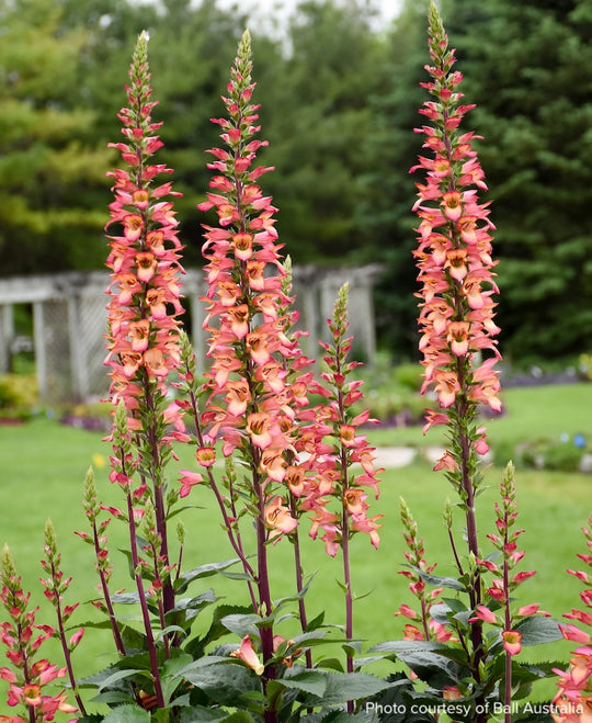 Digiplexis 'Falcon Fire'