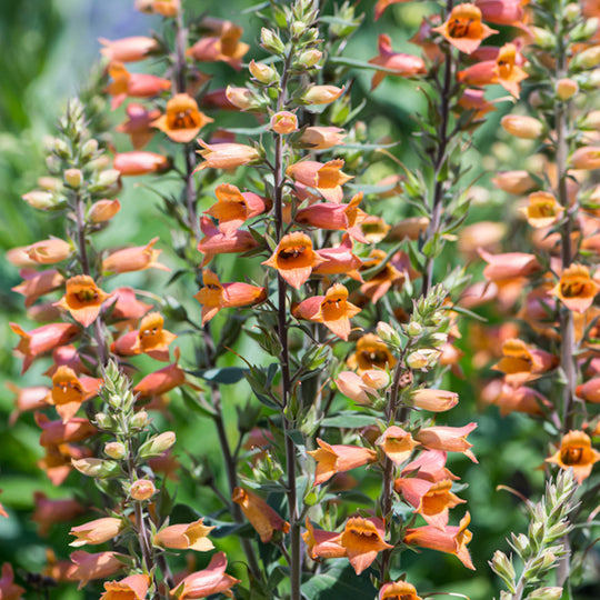 Digiplexis 'Firecracker'