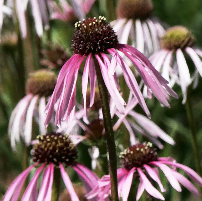 Echinacea pallida 'Hula Dancer'