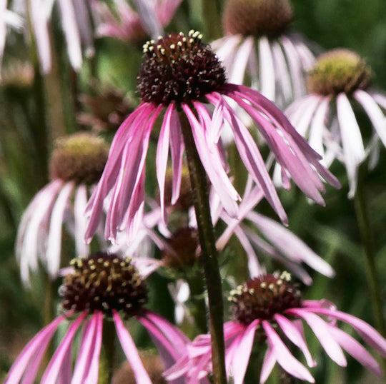 Echinacea pallida 'Hula Dancer'