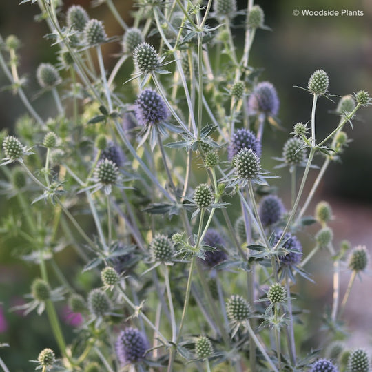 Eryngium planum 'Blaukappe'