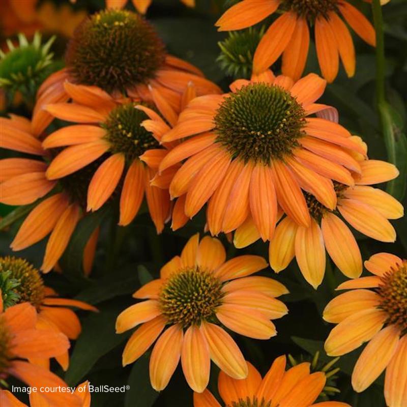 Echinacea Artisan™ Soft Orange