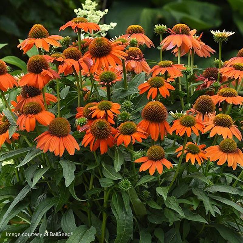 Echinacea Artisan™ Soft Orange