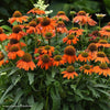 Echinacea Artisan™ Soft Orange