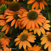 Echinacea Artisan™ Soft Orange