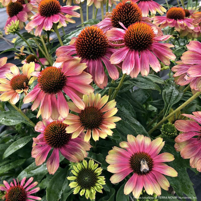 Echinacea Kismet® ‘Pink Lemonade’