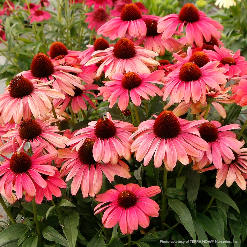 Echinacea Revelation® ‘Coral’