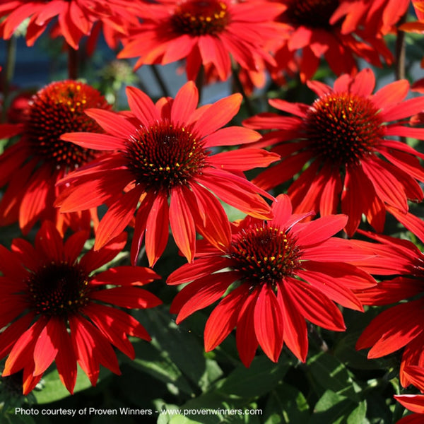 Echinacea Sombrero® Sangrita