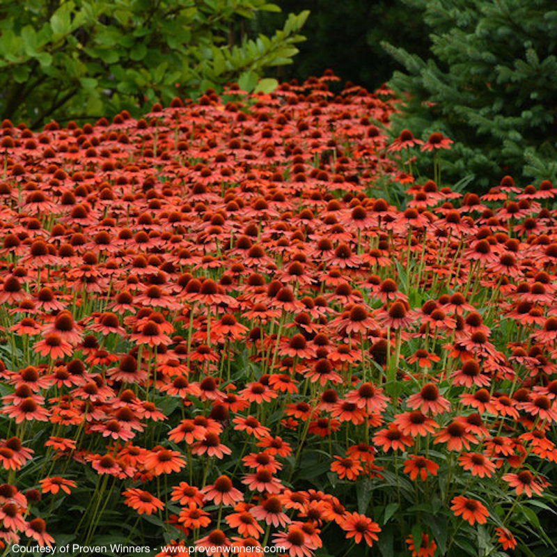 Echinacea Sombrero® Flamenco Orange