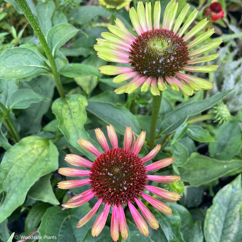 Echinacea 'Green Twister'