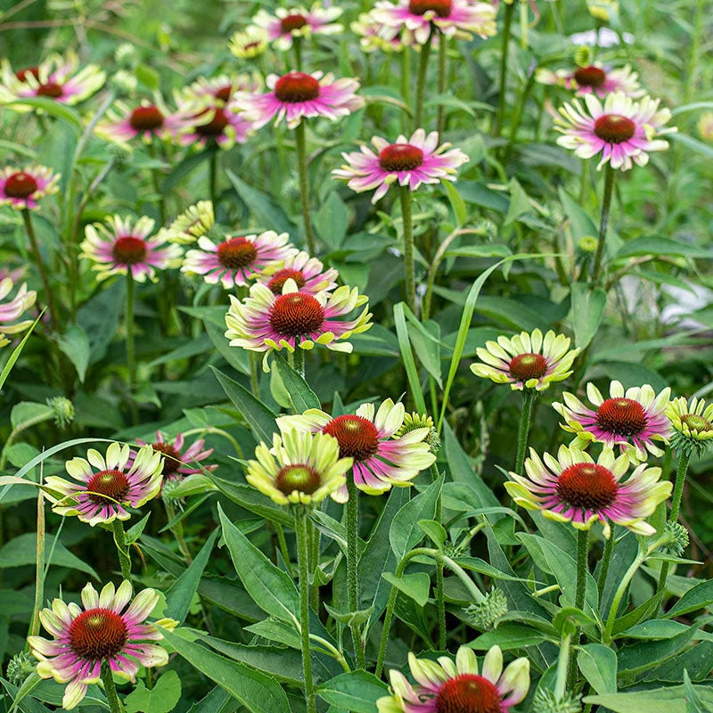 Echinacea 'Green Twister'