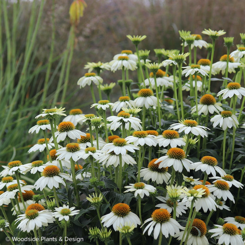 Echinacea purpurea 'Pow Wow' White