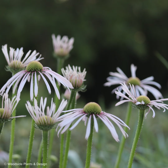Echinacea pallida 'Hula Dancer'
