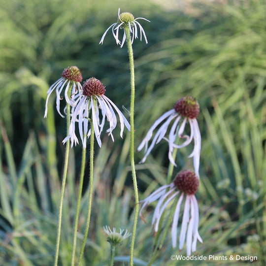Echinacea pallida