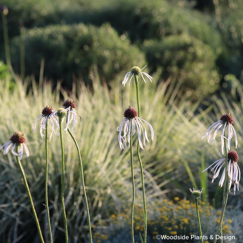 Echinacea pallida