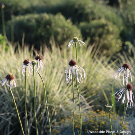 Echinacea pallida