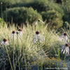 Echinacea pallida