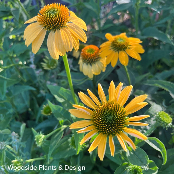 Echinacea purpurea 'Mellow Yellow'