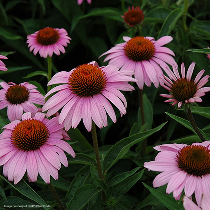 Echinacea purpurea 'Leuchtstern' Bright Star