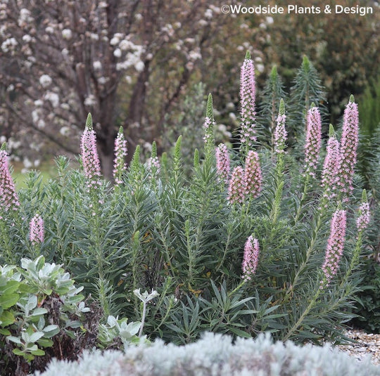 Echium virescens