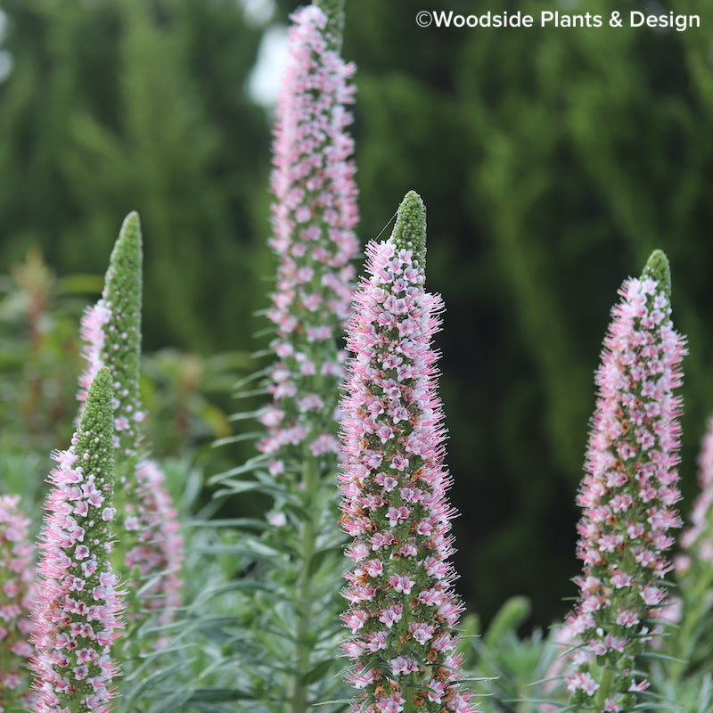 Echium virescens