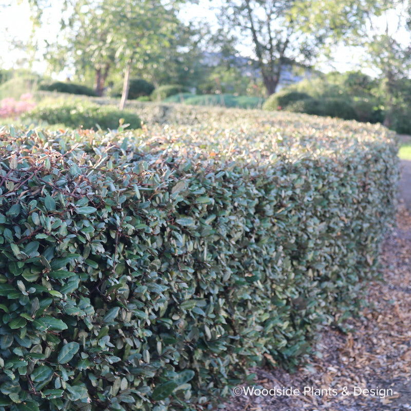 Elaeagnus pungens