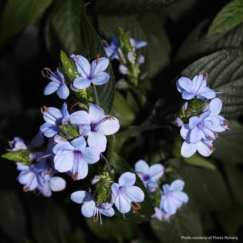 Eranthemum pulchellum