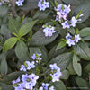 Eranthemum pulchellum