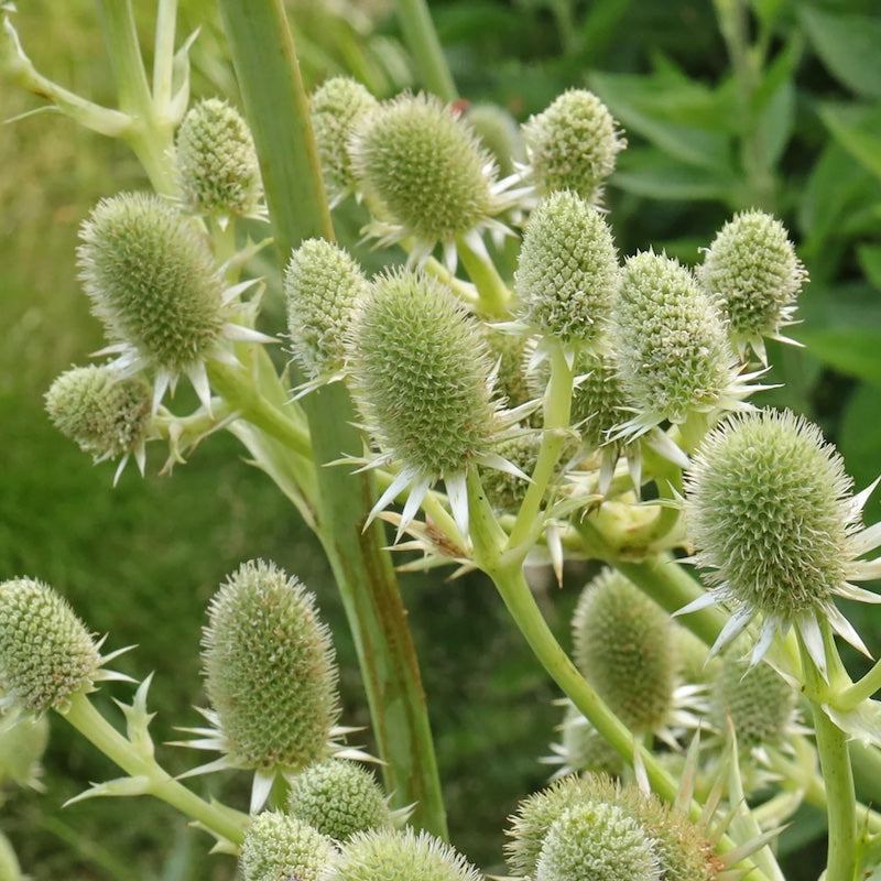 Eryngium agavifolium