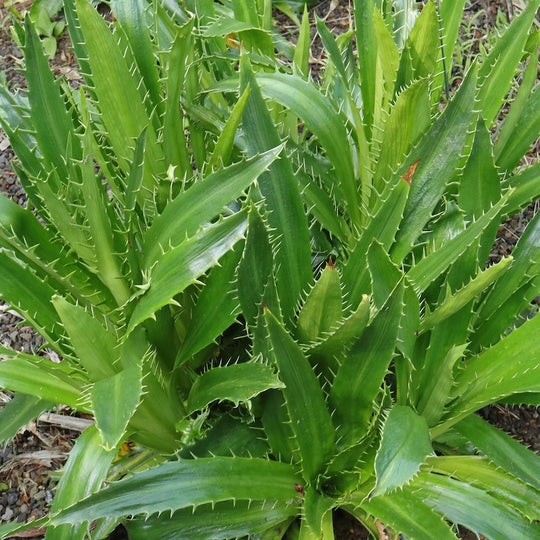 Eryngium agavifolium