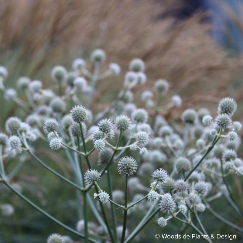 Eryngium yuccifolium