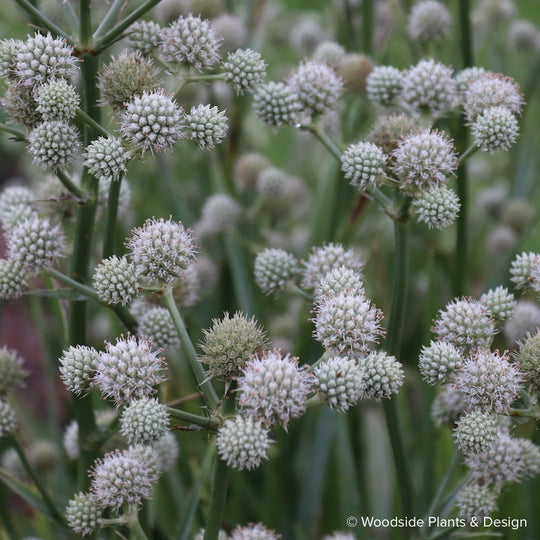 Eryngium yuccifolium