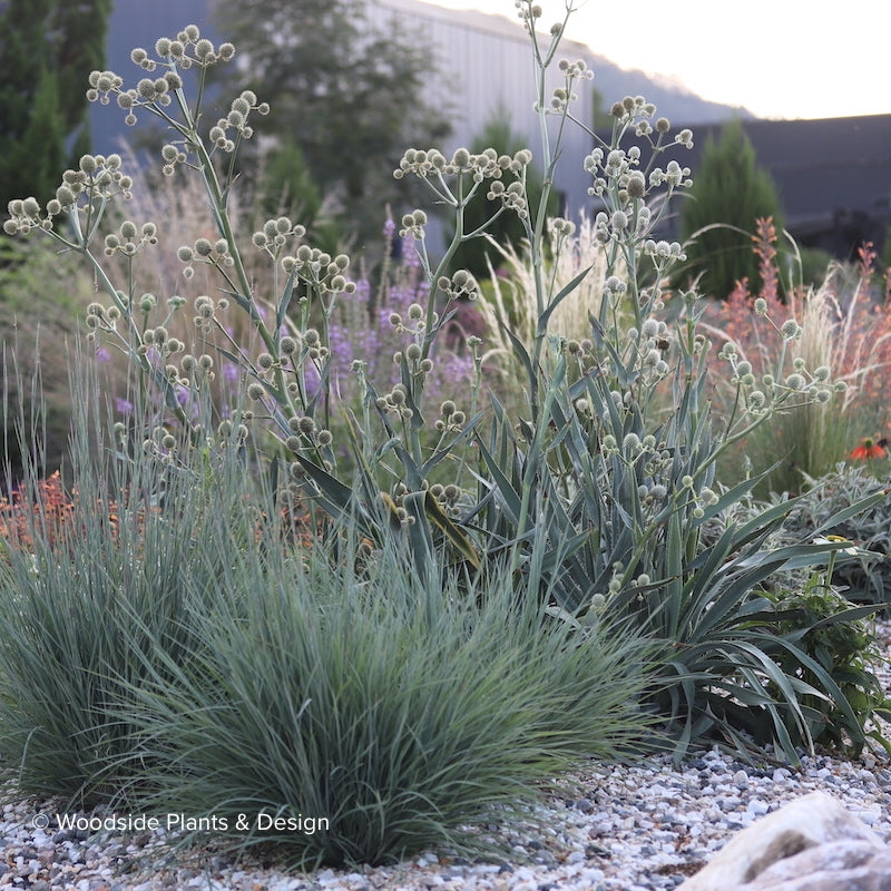 Eryngium yuccifolium