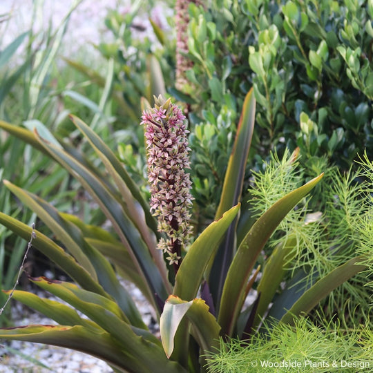Eucomis comosa 'Oakhurst'
