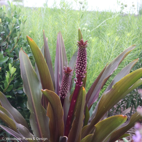 Eucomis comosa 'Oakhurst'