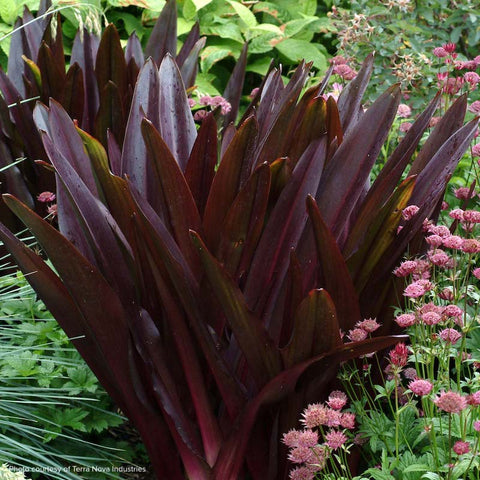 Eucomis comosa 'Oakhurst'