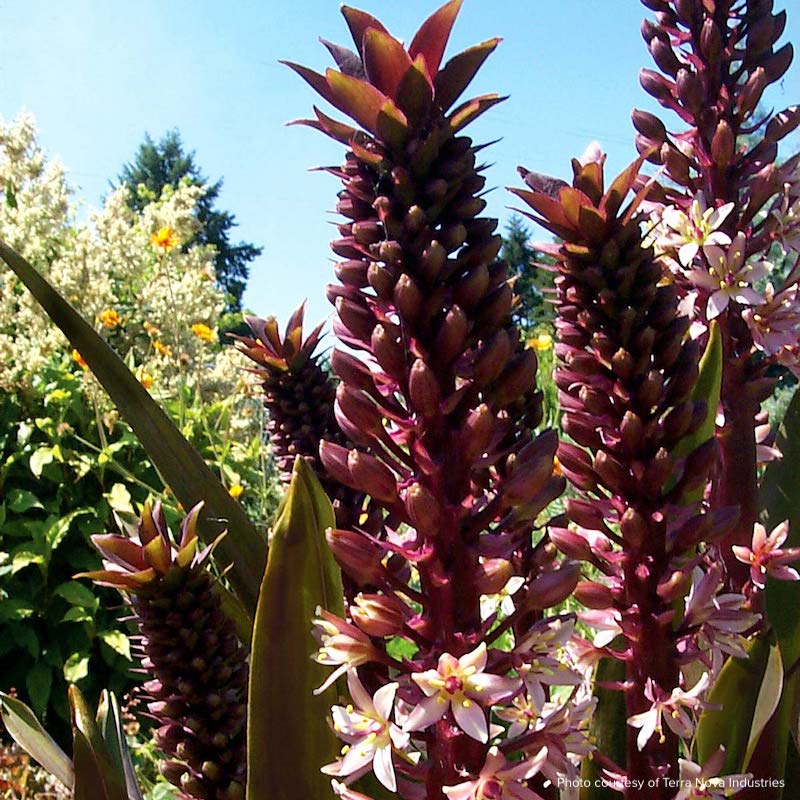 Eucomis comosa 'Oakhurst'