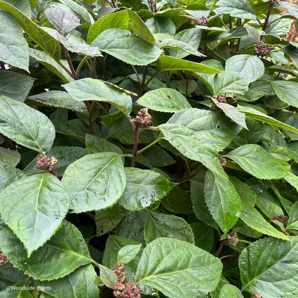 Eupatorium atrorubens