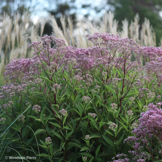 Eupatorium maculatum 'Phantom'